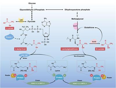 Lactylation, an emerging hallmark of metabolic reprogramming: Current progress and open challenges